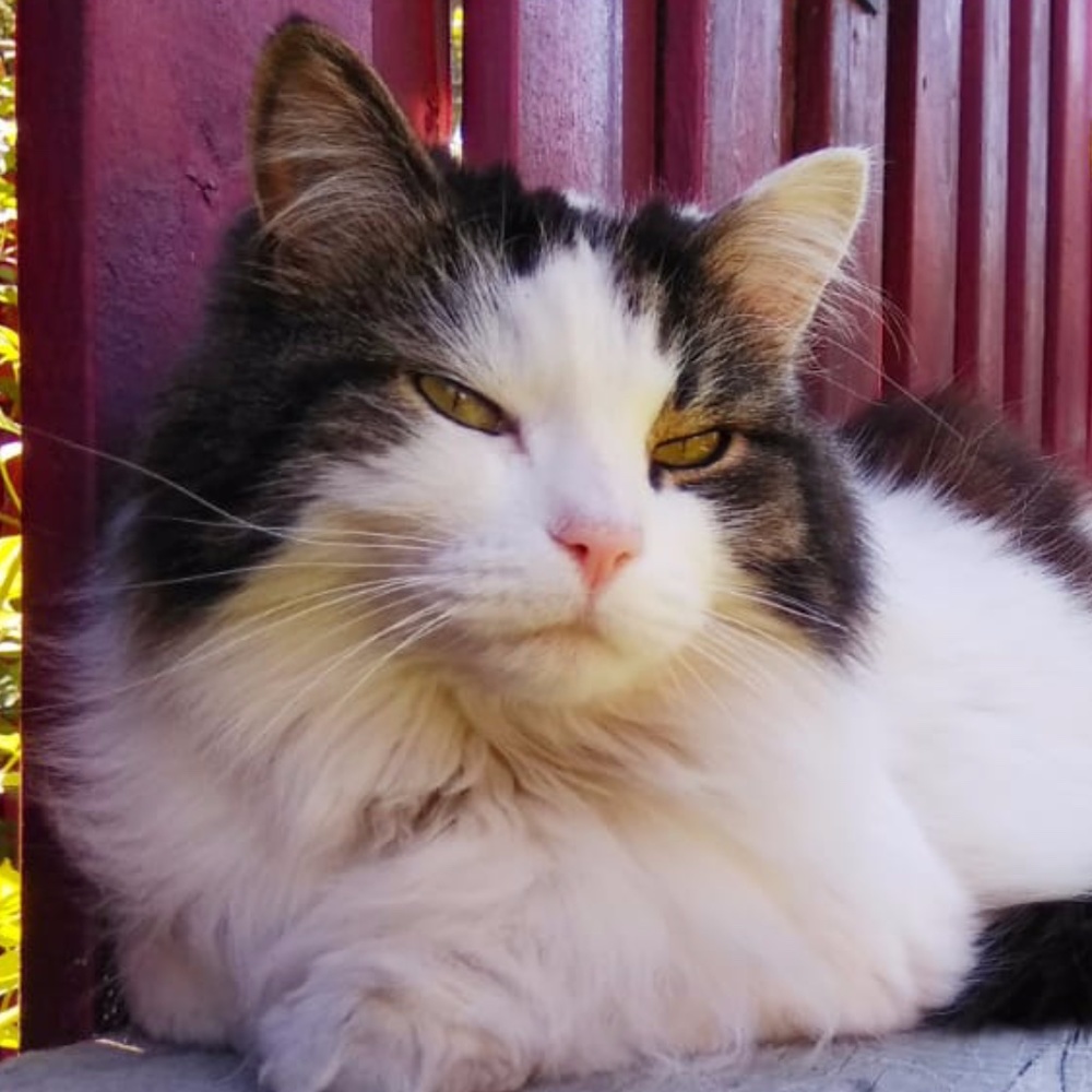 Meet your Posher, Antonia